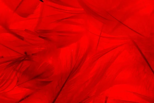Red color feathers — Stock Photo, Image