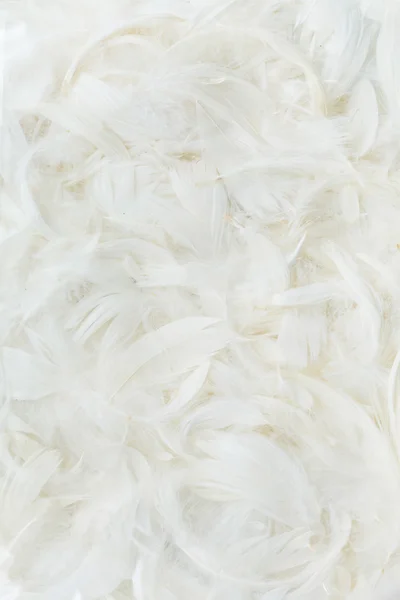 Перья белого цвета — стоковое фото