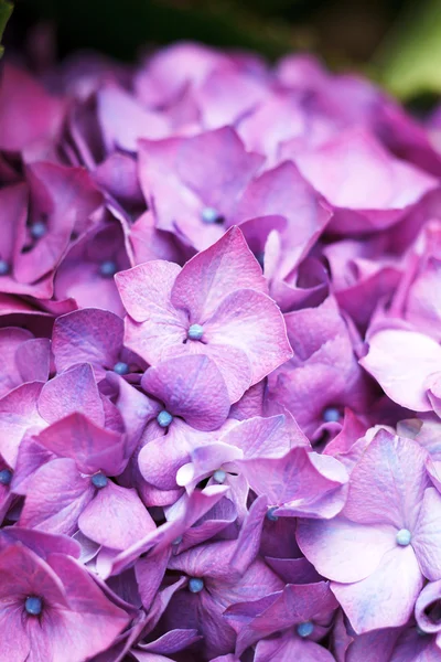 Flores de hortensia púrpura —  Fotos de Stock