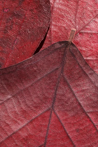 Textur der roten Blätter — Stockfoto