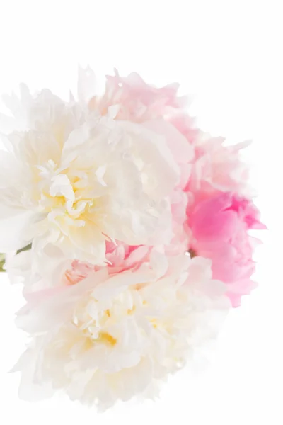 Peony flowers — Stock Photo, Image