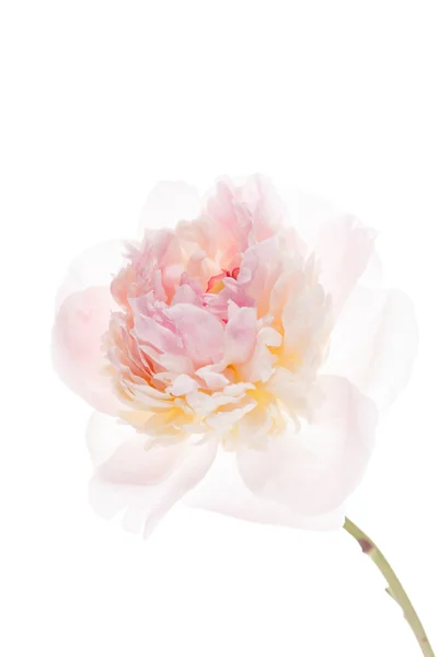 Rosa pion blomma — Stockfoto