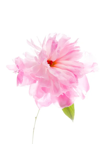 Pink peony flower — Stock Photo, Image