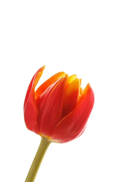 Bonita tulipa vermelha — Fotografia de Stock