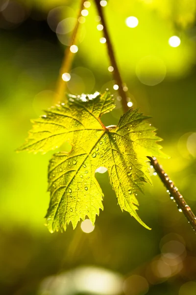 Rain drops on grape leaves — Stock Photo, Image