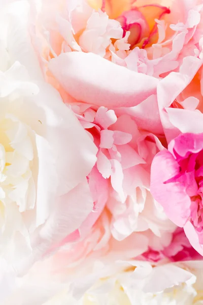 Peony flowers — Stock Photo, Image