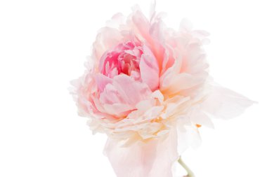 Pembe şakayık çiçeği