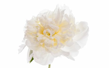 Beyaz şakayık çiçeği