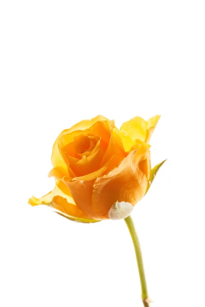 Yellow  rose  flower — Stock Photo, Image