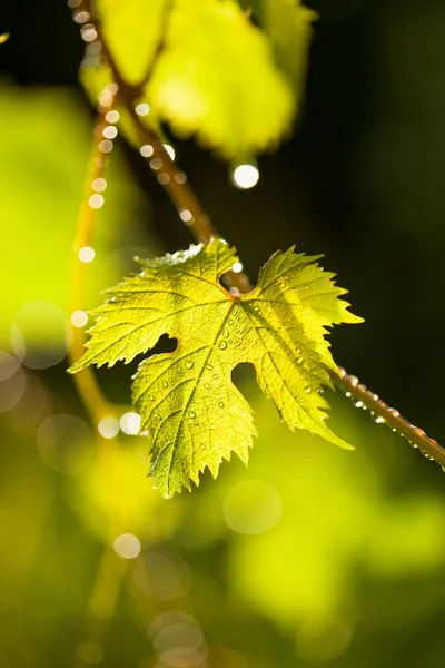 Rain drops on grape leaves — Stock Photo, Image