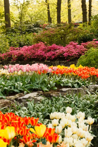 Tavaszi kert — Stock Fotó