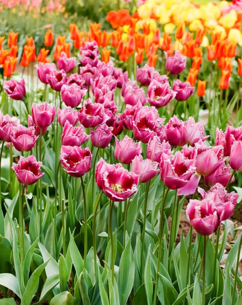 Jardín de primavera — Foto de Stock