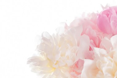 Şakayık çiçekleri