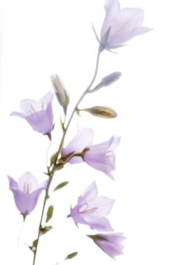 Bluebells beyaz