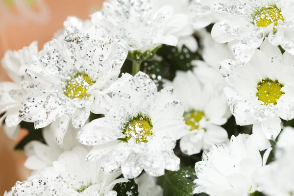 Chrysanthemum close-up — Stockfoto