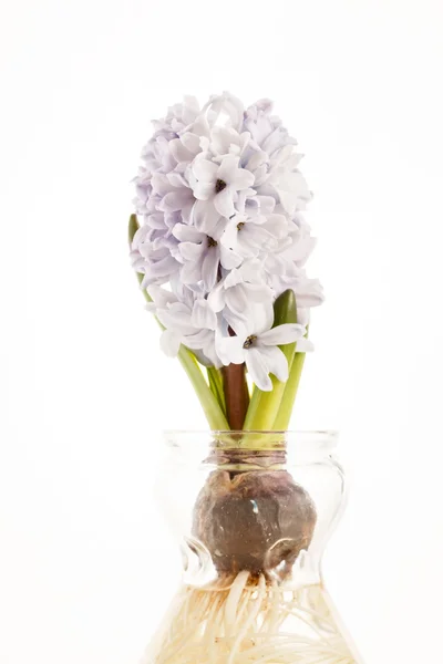 Hyacinth in glass — Stock Photo, Image