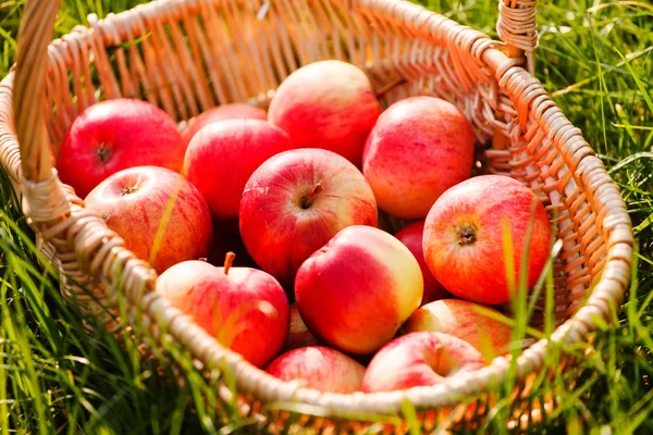 Manzanas en cesta —  Fotos de Stock