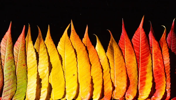 Herbstblätter — Stockfoto