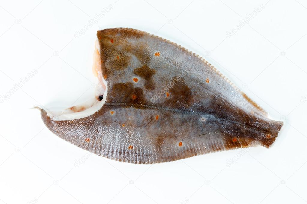 vis bot — stockfoto © shebeko #55626381