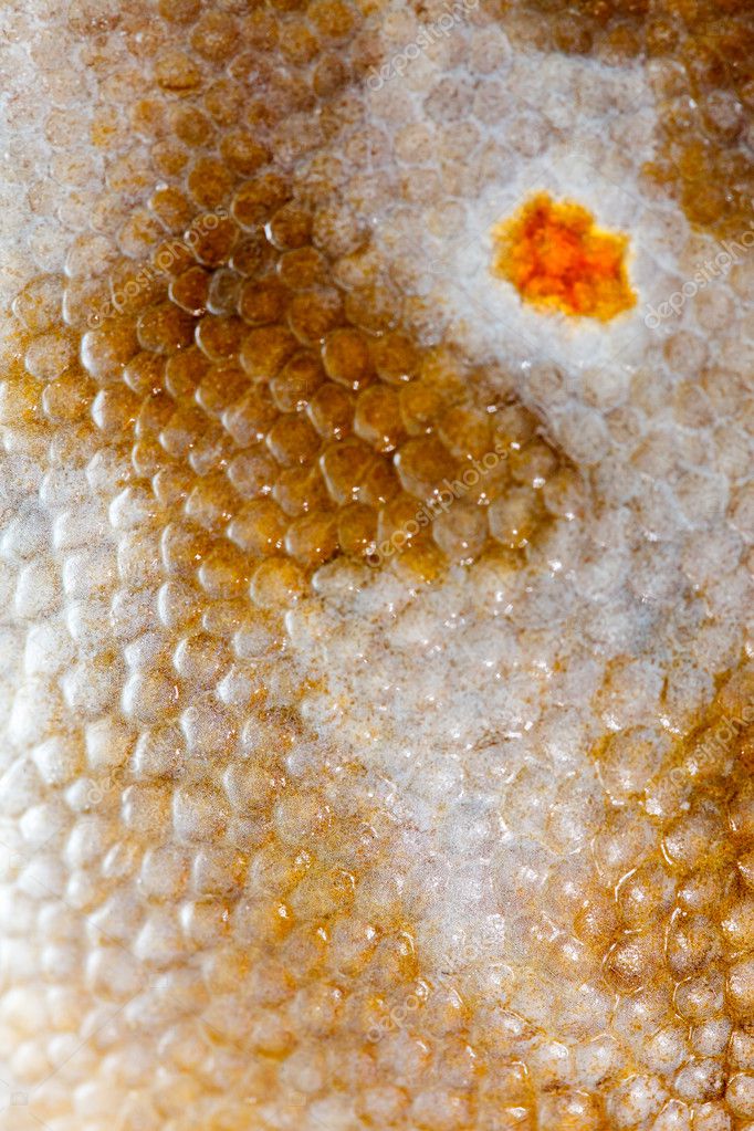 Flounder fish Stock Photo by ©Shebeko 55626383