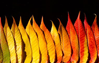 Sonbahar Yaprakları
