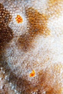 Doku pisi balığı balık