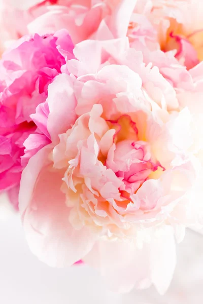 Peony flowers — Stock Photo, Image