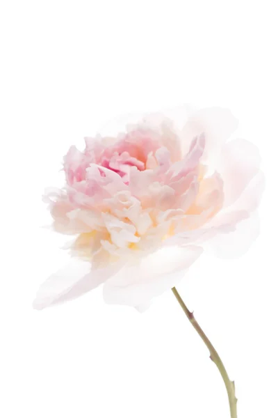 Fiore di peonia rosa — Foto Stock