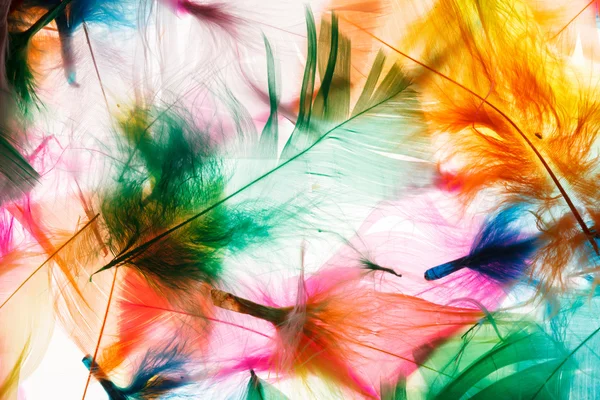 Colorful feathers — Stock Photo, Image