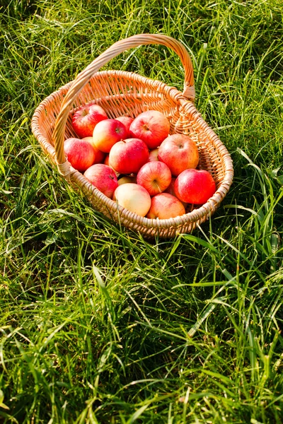 Pommes dans le panier — Photo