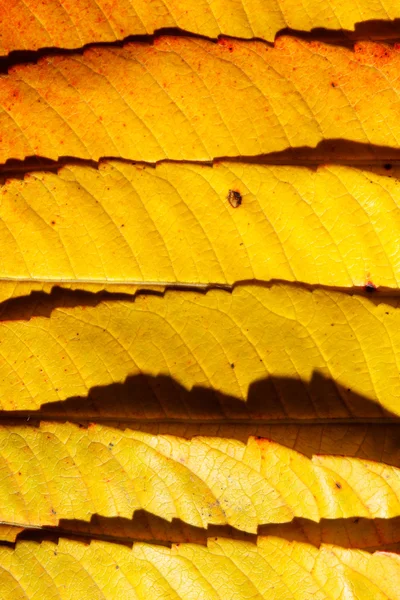 Folhas de Outono — Fotografia de Stock