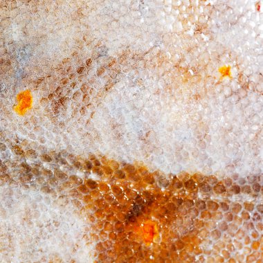 Doku pisi balığı balık