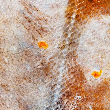 Doku pisi balığı balık