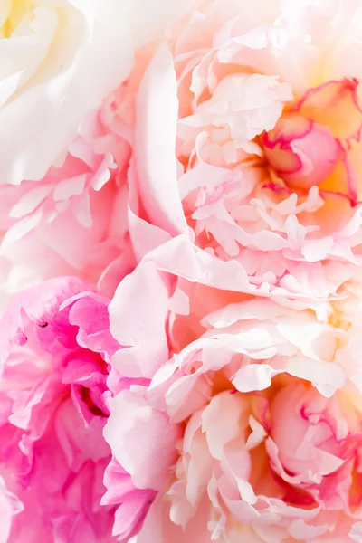 Peony close-up — Stockfoto