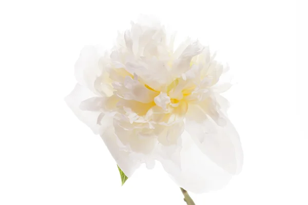 Peonia su bianco — Foto Stock