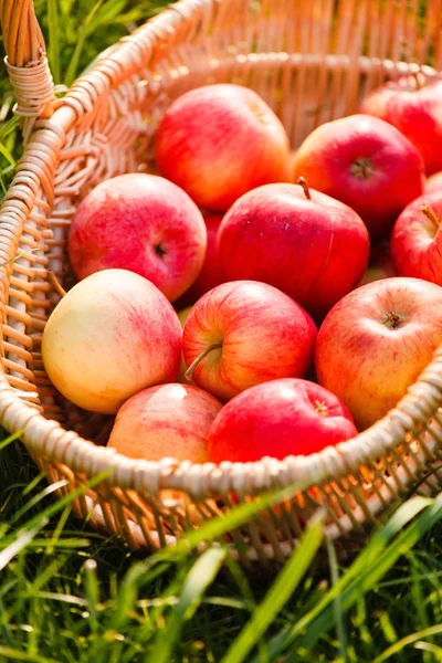 Manzanas en cesta — Foto de Stock