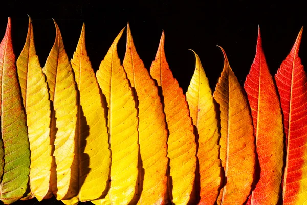 Hojas de otoño fondo — Foto de Stock