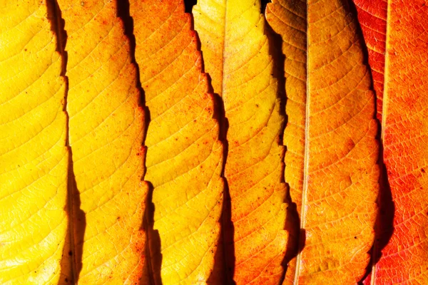 Autumn leaves background — Stock Photo, Image