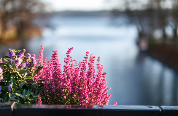 Осенние цветы
