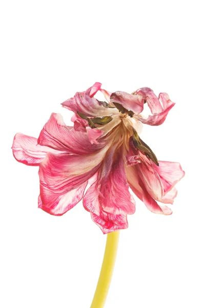 Tulipán na bílém — Stock fotografie