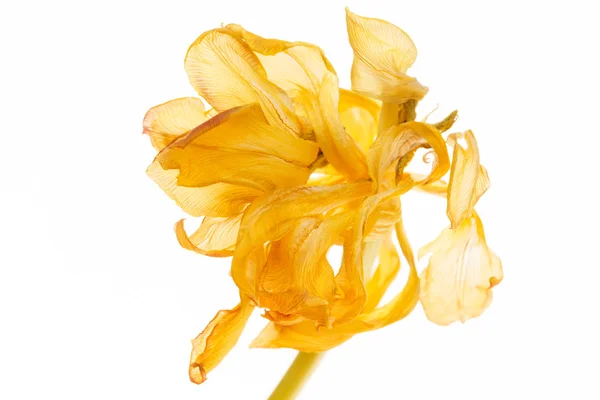 Tulpe auf Weiß — Stockfoto