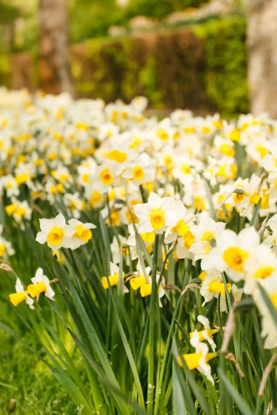 Jardim de primavera — Fotografia de Stock