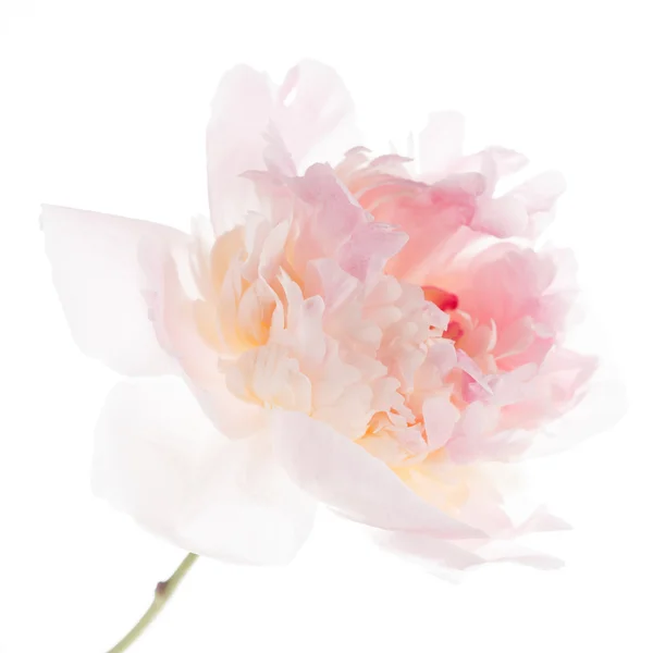 Pink peony flower — Stock Photo, Image