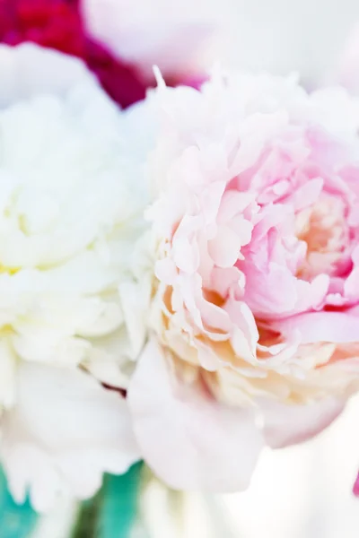 Fresh peonies — Stock Photo, Image