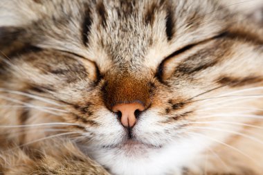 Uyuyan tekir kedi