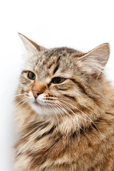 Nice tabby cat — Stock Photo, Image