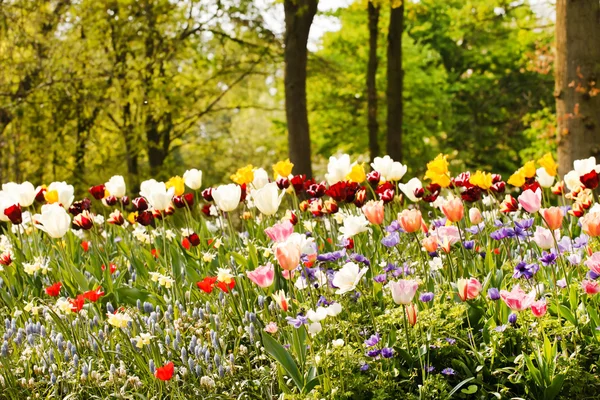 Campo di tulipano — Foto Stock