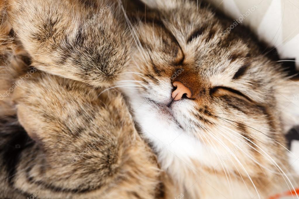 Dorme Il Gatto Soriano Foto Stock Shebeko 56518673