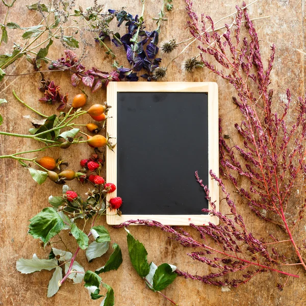 Plantas e aglomerados — Fotografia de Stock