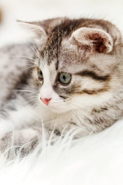 Nice kitten — Stock Photo, Image